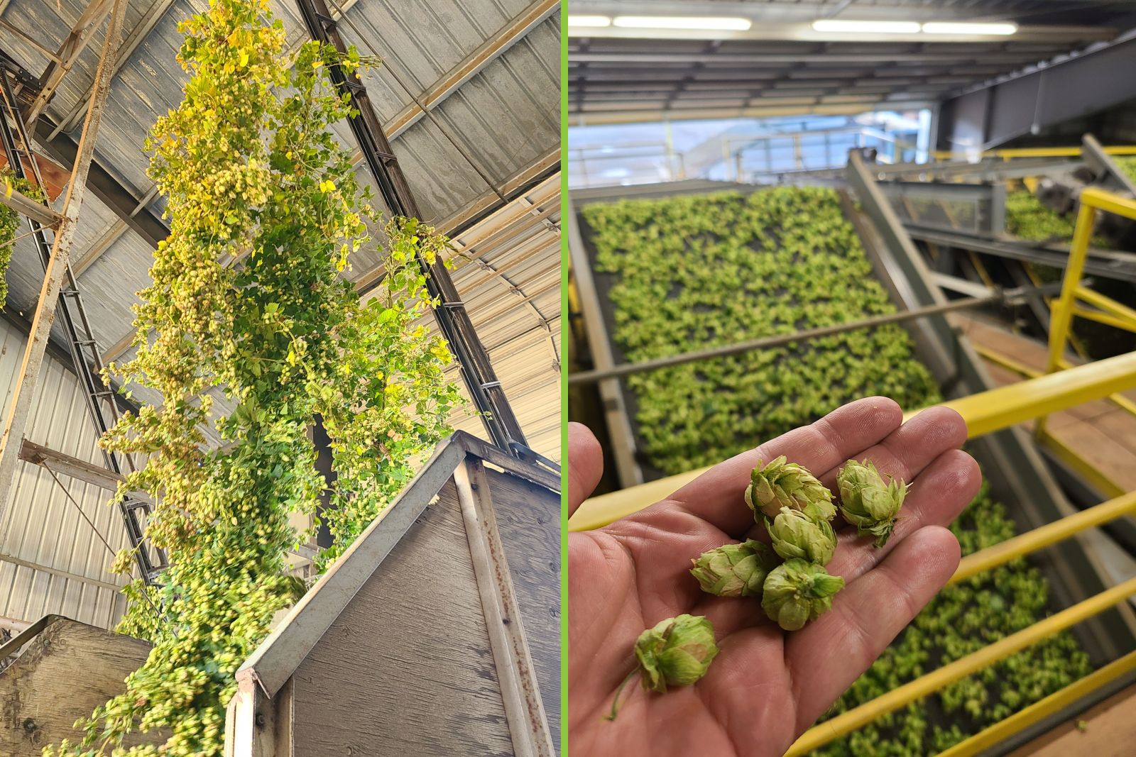 The Role of Genealogy in Hop Substitutions