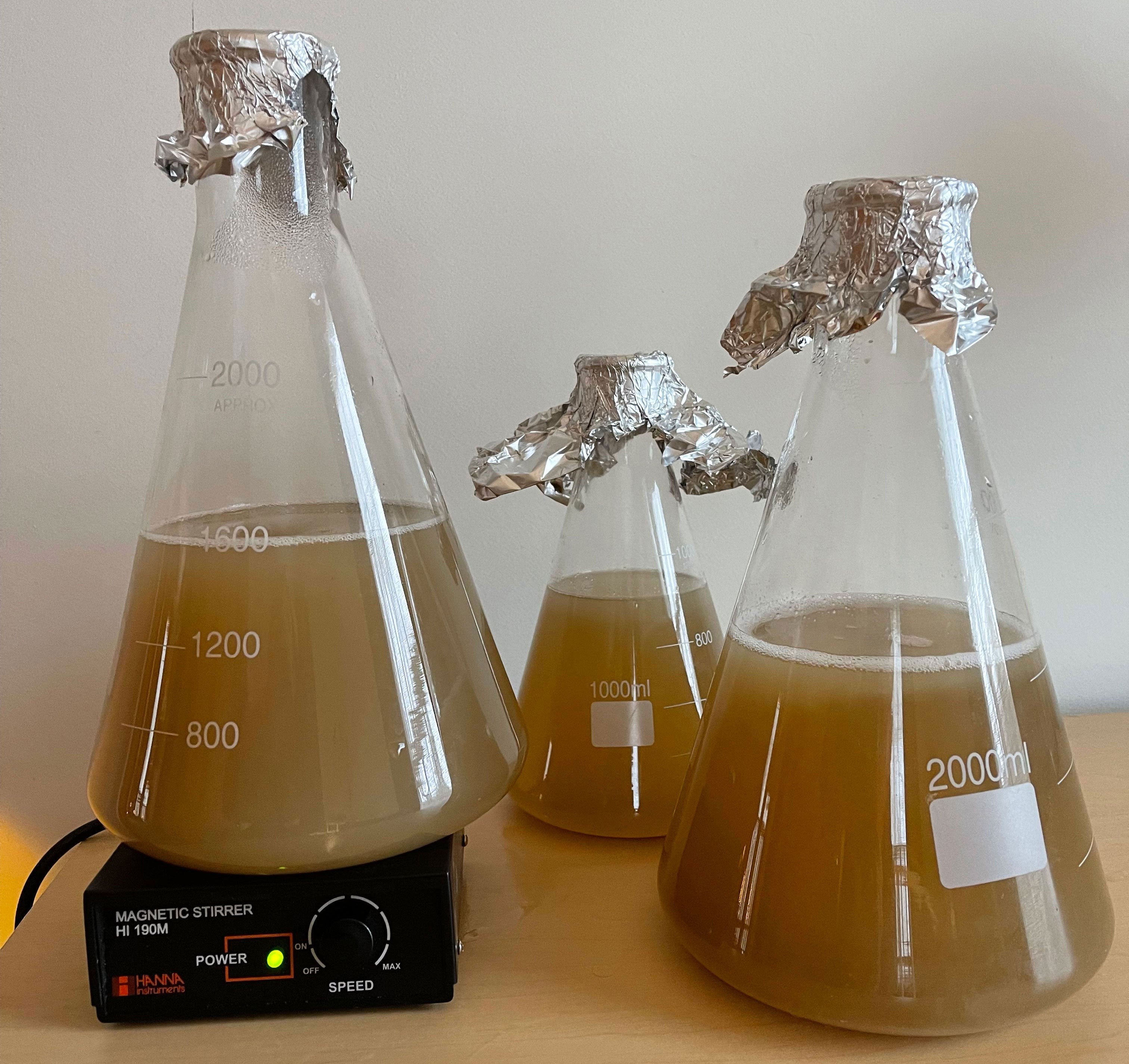 Harvesting Yeast from Bottle Conditioned Beers