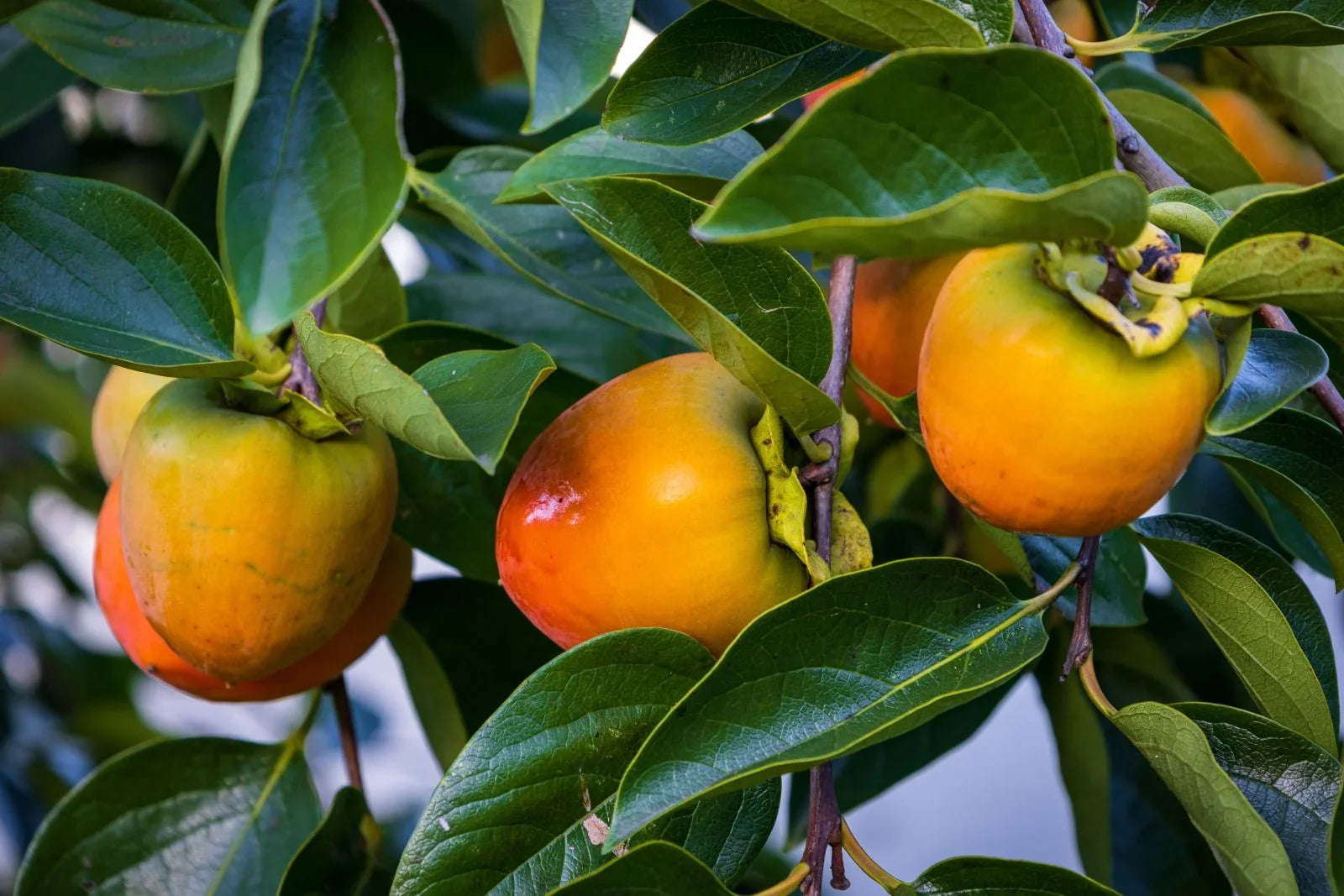 A Belgian Golden Strong with Homegrown Persimmons!