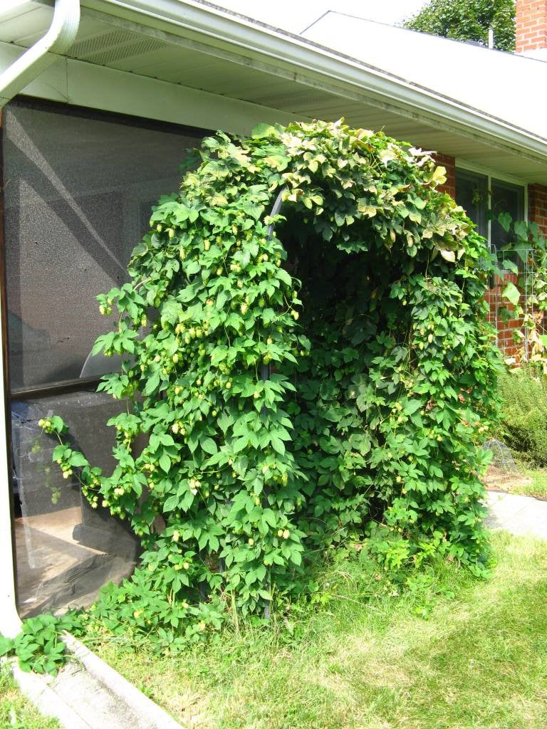 Brewing with Wet (Fresh) Hops