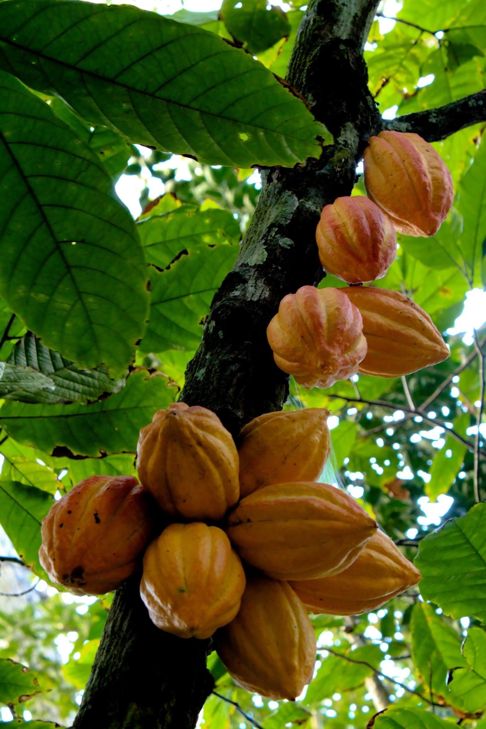 Brewing with Cocoa Nibs