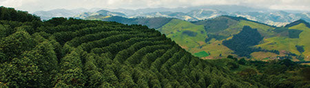 Regional Series - Brazil Minas Gerais Cerrado, Natural Processed - PLACEHOLDER
