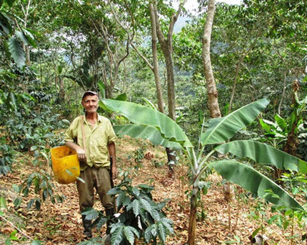Green Coffee - Regional Series - Colombia Nariño, Wet Processed - PLACEHOLDER