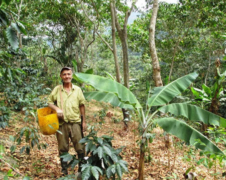 Green Coffee - Regional Series - Colombia Nariño, Wet Processed - PLACEHOLDER