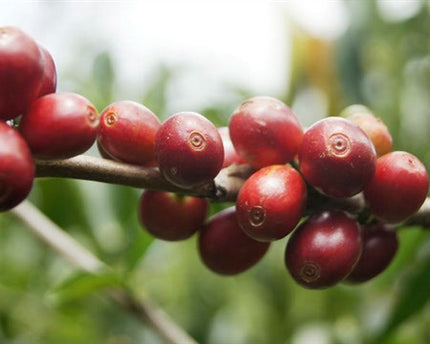 Green Coffee - Regional Series - Guatemala Huehuetenango, Wet Processed - PLACEHOLDER