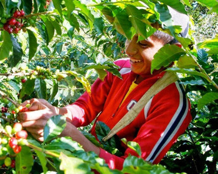 Green Coffee - Regional Series - Guatemala Huehuetenango, Wet Processed - PLACEHOLDER