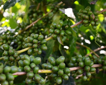Green Coffee - Regional Series - Ethiopia Yirgacheffe, Wet Processed - PLACEHOLDER