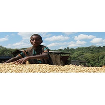 Regional Series - Ethiopia Sidamo, Natural Processed - PLACEHOLDER