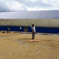 Green Coffee - Regional Series - Indonesia Sumatra, Wet Processed - PLACEHOLDER