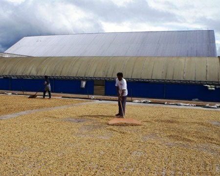 Green Coffee - Regional Series - Indonesia Sumatra, Wet Processed - PLACEHOLDER
