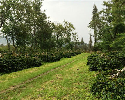 Green Coffee - Regional Series - Indonesia Sumatra, Wet Processed - PLACEHOLDER