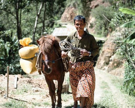 Regional Series - Indonesia Sulawesi, Wet Processed - PLACEHOLDER