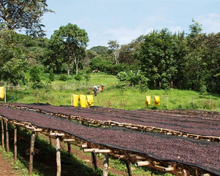 Green Coffee - Regional Series - Ethiopia Sidama, Pulped Natural Processed - PLACEHOLDER