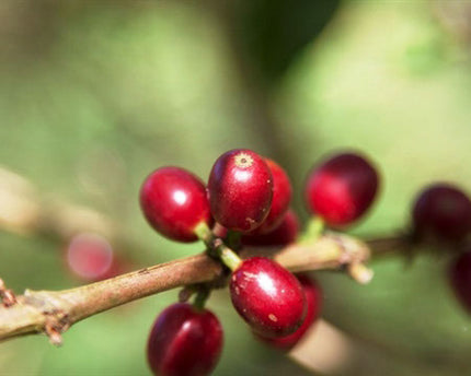Green Coffee - Regional Series - Ethiopia Sidama, Pulped Natural Processed - PLACEHOLDER