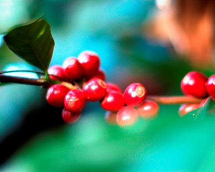 Green Coffee - Regional Series - Mexico Oaxaca, Wet Processed - PLACEHOLDER