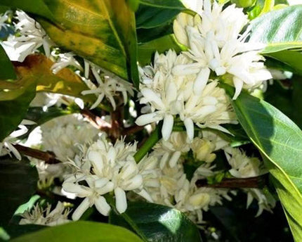 Green Coffee - Regional Series - Costa Rica Tarrazu, Wet Processed - PLACEHOLDER