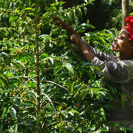Green Coffee - Regional Series - Ethiopia Sidamo, Wet Processed - PLACEHOLDER