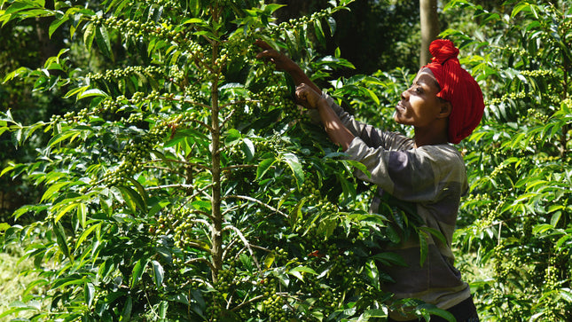Green Coffee - Regional Series - Ethiopia Sidamo, Wet Processed - PLACEHOLDER