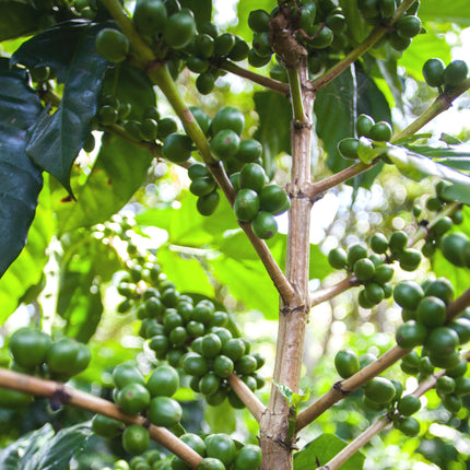 Regional Series - Kenya Kirinyaga, Wet Processed - PLACEHOLDER