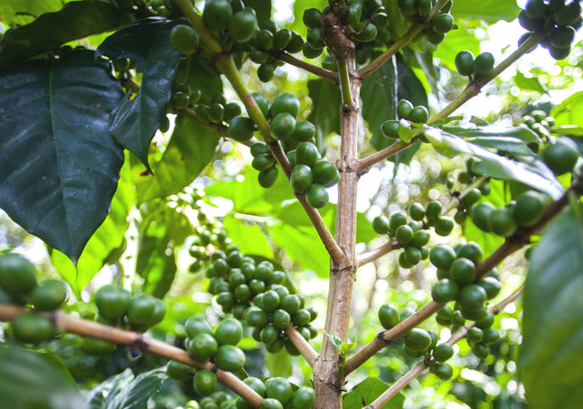 Regional Series - Kenya Kirinyaga, Wet Processed - PLACEHOLDER