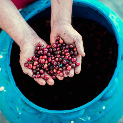 Regional Series - Costa Rica Romelia, Wet Processed - PLACEHOLDER