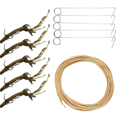 Hop Rhizomes