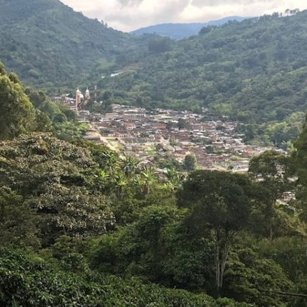 Green Coffee - Single-Origin Reserve Series - Colombia Finca Palmichal, Wet Processed - PLACEHOLDER