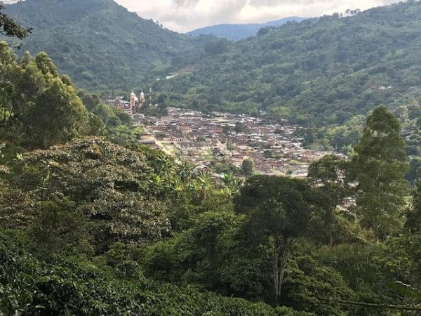 Green Coffee - Single-Origin Reserve Series - Colombia Finca Palmichal, Wet Processed - PLACEHOLDER