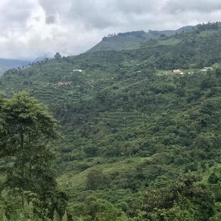 Green Coffee - Single-Origin Reserve Series - Colombia Finca Palmichal, Wet Processed - PLACEHOLDER