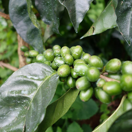 Green Coffee - Regional Series - Colombia Bomba de Fruta, Wet Processed - PLACEHOLDER