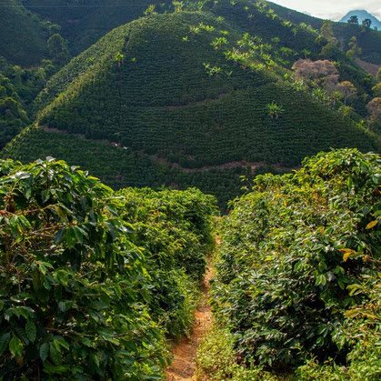 Regional Series - Colombia Valle del Cauca Sugarcane EA Decaf, Decaf - PLACEHOLDER