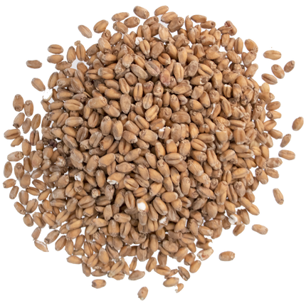 Malt - Briess Red Wheat - Per Lb (Showroom Only)