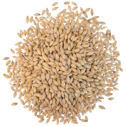 Malt - Crisp - No. 19 Floor Malted Maris Otter - Per Lb (Showroom Only)