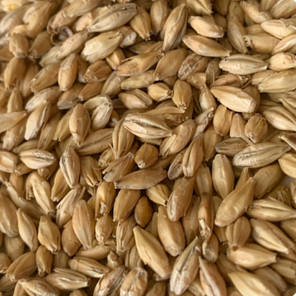 Malt - Rahr To Thee Pils - Per Lb (Showroom Only)