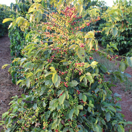 Green Coffee - Single-Origin Reserve Series - Zambia Lupili, Wet Processed - PLACEHOLDER